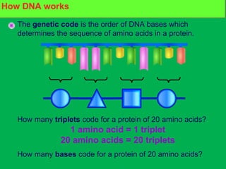 How do genes make proteins?
The genetic code is the order of DNA bases which
determines the sequence of amino acids in a protein.
How many triplets code for a protein of 20 amino acids?
1 amino acid = 1 triplet
20 amino acids = 20 triplets
How many bases code for a protein of 20 amino acids?
How DNA works
 