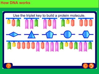 Build your own protein moleculeHow DNA works
 