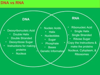 Build your own protein moleculeDNA vs RNA
• Deoxyribonucleic Acid
• Double Helix
• Double Stranded
• Deoxyribose Sugar
• Instructions for making
proteins
• Nucleus
• Ribonucleic Acid
• Single Helix
• Single Stranded
• Ribose Sugar
• Copy the Instructions &
make the proteins
• Nucleus, Cytoplasm, &
Ribosomes
• Nucleic Acids
• Helix
• Nucleotides
• Sugar
• Phosphate
• Bases
• Genetic Information
DNA RNA
 