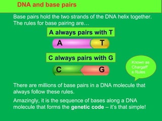 DNA and base pairs
Base pairs hold the two strands of the DNA helix together.
The rules for base pairing are…
There are millions of base pairs in a DNA molecule that
always follow these rules.
A always pairs with T
C always pairs with G
Amazingly, it is the sequence of bases along a DNA
molecule that forms the genetic code – it’s that simple!
DNA and base pairs
Known as
Chargaff’
s Rules
 