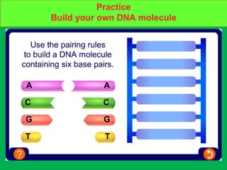 Build your own DNA moleculePractice
Build your own DNA molecule
 