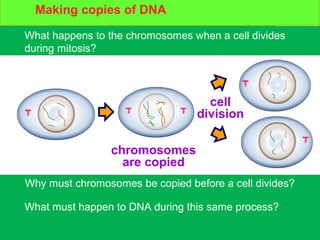 DNA and cell division
What happens to the chromosomes when a cell divides
during mitosis?
What must happen to DNA during this same process?
cell
division
chromosomes
are copied
Why must chromosomes be copied before a cell divides?
Making copies of DNA
 