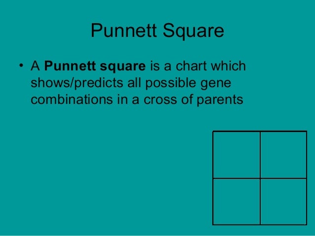 Chart That Shows Possible Gene Combinations