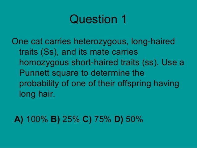 Homozygous Short Haired Cat Homozygous Short Haired Cat