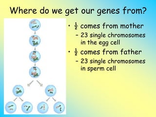 Genes and Heredity.ppt