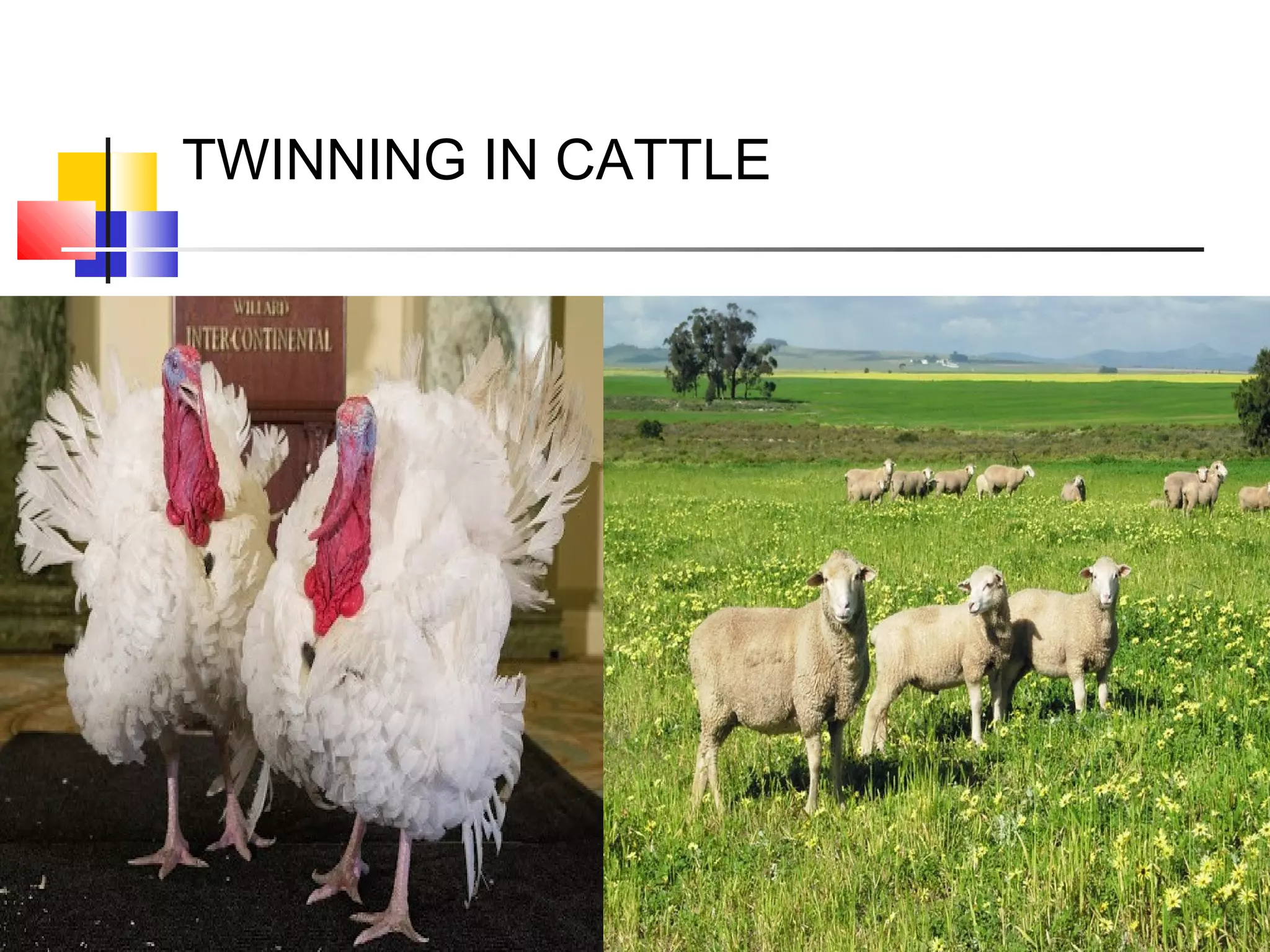 TWINNING IN CATTLE
 