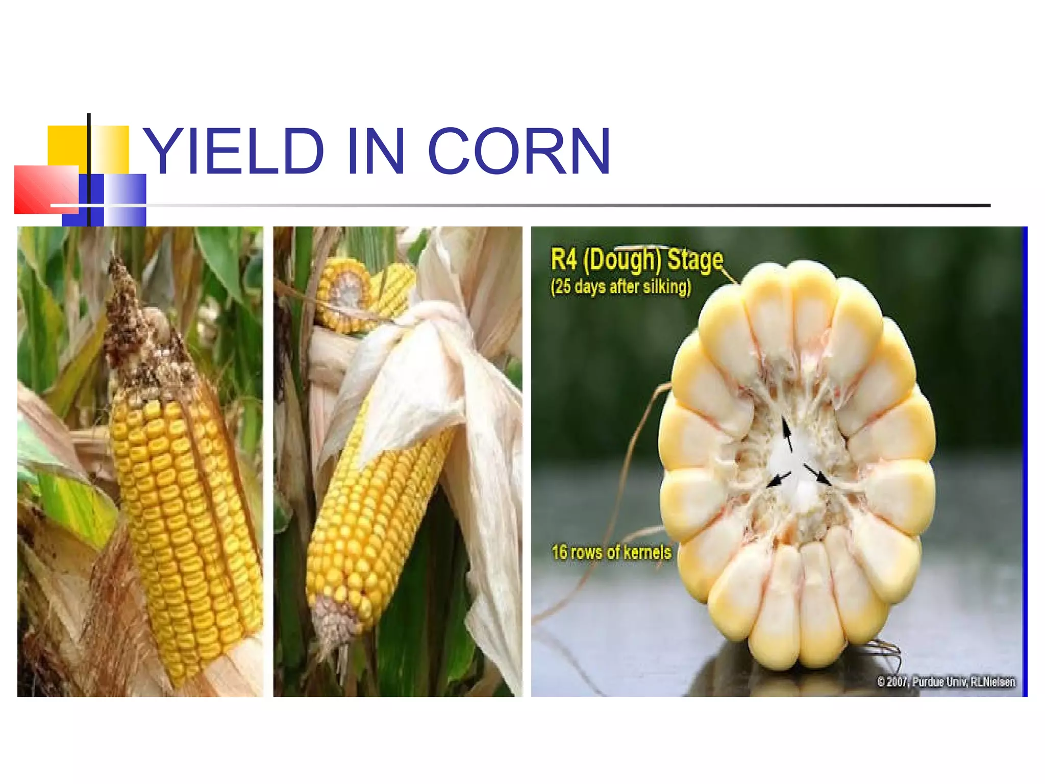 YIELD IN CORN
 
