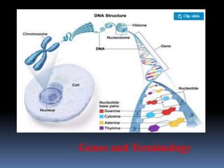 Genes and Terminology
 