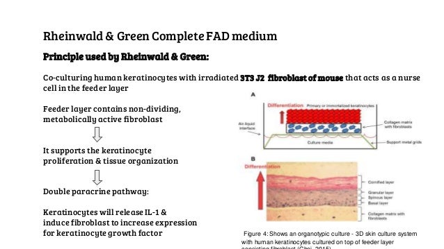 Genes And Tissue Culture
