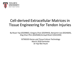 Cell-derived Extracellular Matrices in
Tissue Engineering for Tendon Injuries
By Bryan Yap (0329882), Gregary Chan (0329443), Benjamin Lee (0324669),
Ong Chon Phin (0329284) & Zayd Khairil (0323394)
SCT60103 Genes and Tissue Culture Technology
March 2018 Semester
Dr Yap Wei Hsum
 