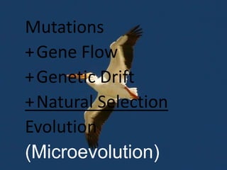Mutations+	Gene Flow+	Genetic Drift+	Natural SelectionEvolution(Microevolution)