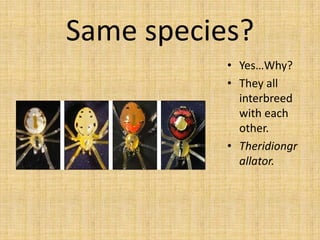 Same species?Yes…Why?They all interbreed with each other.Theridiongrallator.