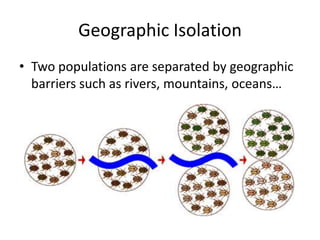 Geographic IsolationTwo populations are separated by geographic barriers such as rivers, mountains, oceans…