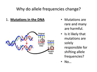 Why do allele frequencies change?1.  Mutations in the DNAMutations are rare and many are harmful.Is it likely that mutations are solely responsible for shifting allele frequencies?No…