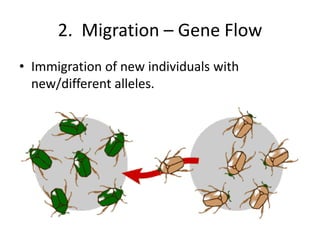2.  Migration – Gene FlowImmigration of new individuals with new/different alleles.