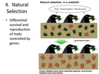 4.  Natural SelectionDifferential survival and reproduction of traits controlled by genes.