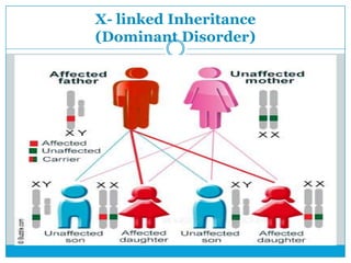 X- linked Inheritance
(Dominant Disorder)
 