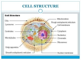 CELL STRUCTURE
 