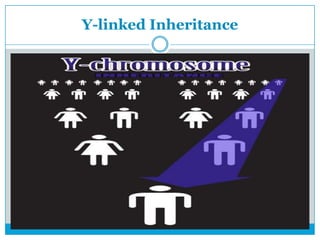 Y-linked Inheritance
 
