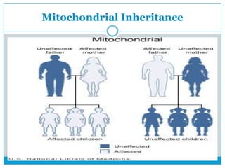 Mitochondrial Inheritance
 