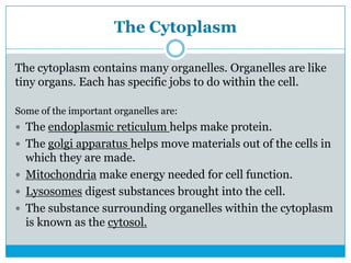 The Cytoplasm
The cytoplasm contains many organelles. Organelles are like
tiny organs. Each has specific jobs to do within the cell.
Some of the important organelles are:
 The endoplasmic reticulum helps make protein.
 The golgi apparatus helps move materials out of the cells in
which they are made.
 Mitochondria make energy needed for cell function.
 Lysosomes digest substances brought into the cell.
 The substance surrounding organelles within the cytoplasm
is known as the cytosol.
 