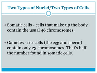 Two Types of Nuclei/Two Types of Cells
 Somatic cells - cells that make up the body
contain the usual 46 chromosomes.
 Gametes - sex cells (the egg and sperm)
contain only 23 chromosomes. That's half
the number found in somatic cells.
 