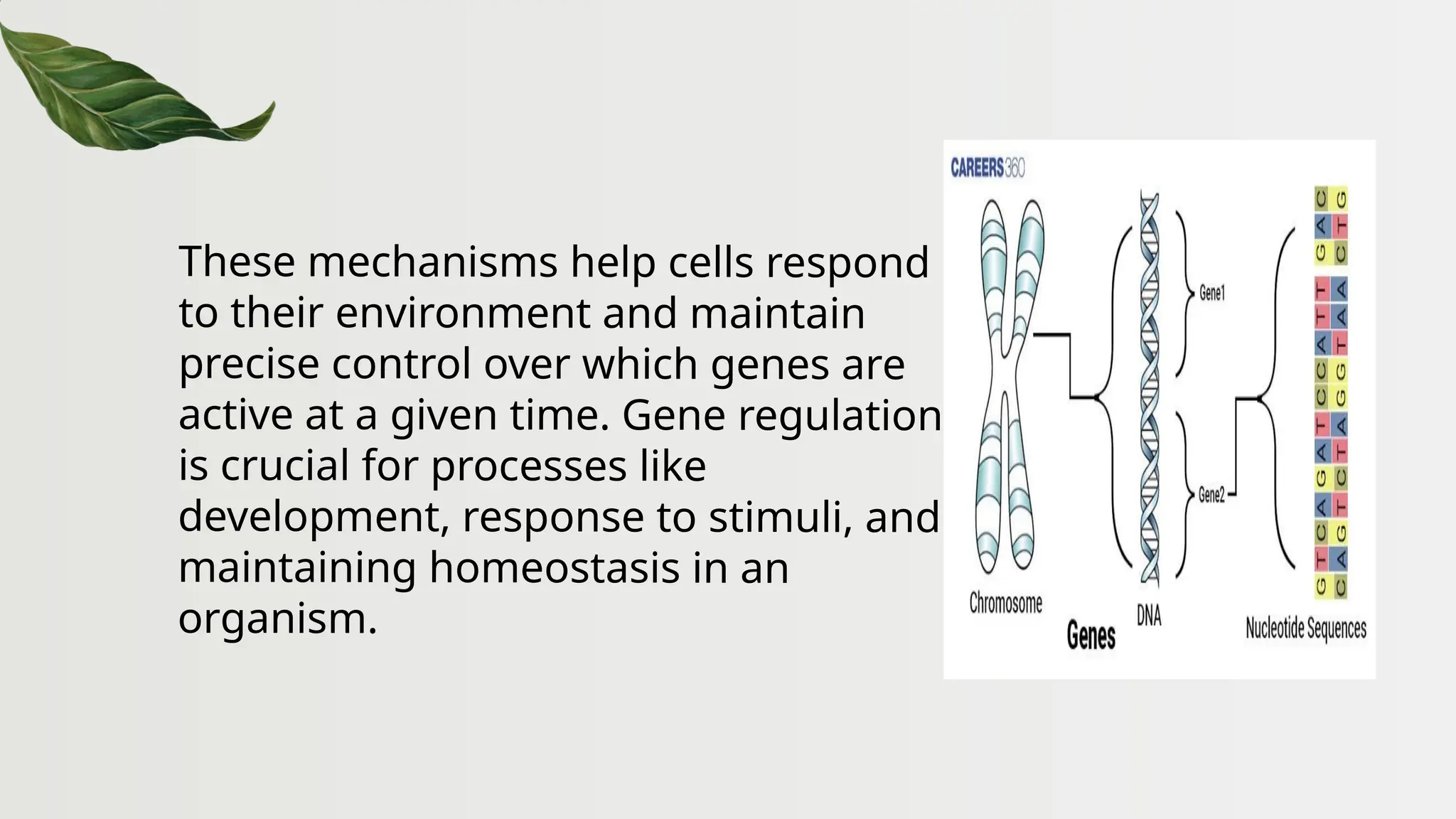 These mechanisms help cells respond
to their environment and maintain
precise control over which genes are
active at a given time. Gene regulation
is crucial for processes like
development, response to stimuli, and
maintaining homeostasis in an
organism.
 