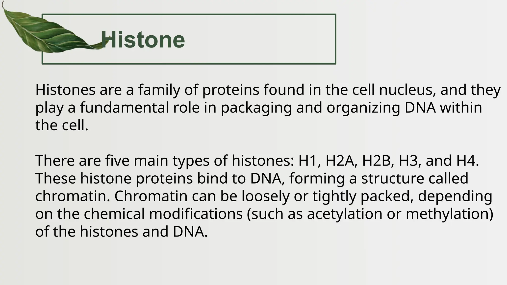 Histone
Histones are a family of proteins found in the cell nucleus, and they
play a fundamental role in packaging and organizing DNA within
the cell.
There are five main types of histones: H1, H2A, H2B, H3, and H4.
These histone proteins bind to DNA, forming a structure called
chromatin. Chromatin can be loosely or tightly packed, depending
on the chemical modifications (such as acetylation or methylation)
of the histones and DNA.
 