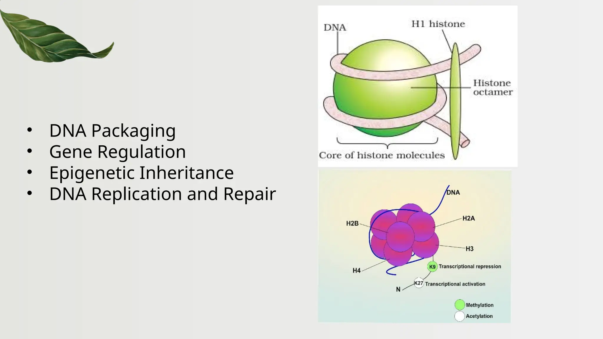• DNA Packaging
• Gene Regulation
• Epigenetic Inheritance
• DNA Replication and Repair
 