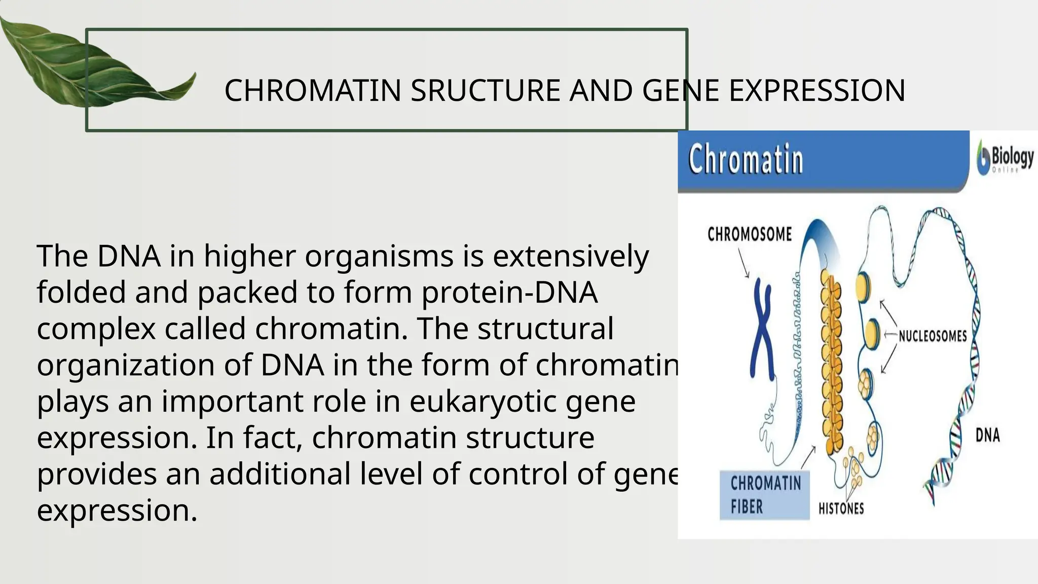CHROMATIN SRUCTURE AND GENE EXPRESSION
The DNA in higher organisms is extensively
folded and packed to form protein-DNA
complex called chromatin. The structural
organization of DNA in the form of chromatin
plays an important role in eukaryotic gene
expression. In fact, chromatin structure
provides an additional level of control of gene
expression.
 