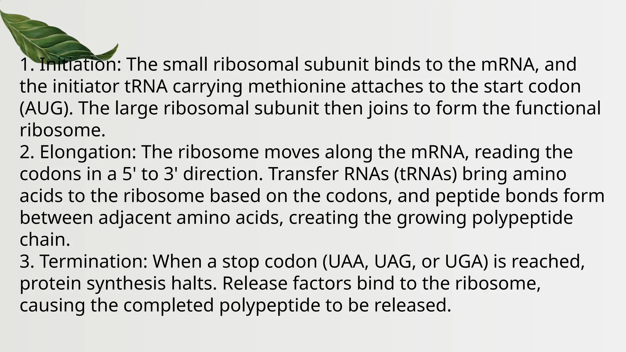 1. Initiation: The small ribosomal subunit binds to the mRNA, and
the initiator tRNA carrying methionine attaches to the start codon
(AUG). The large ribosomal subunit then joins to form the functional
ribosome.
2. Elongation: The ribosome moves along the mRNA, reading the
codons in a 5' to 3' direction. Transfer RNAs (tRNAs) bring amino
acids to the ribosome based on the codons, and peptide bonds form
between adjacent amino acids, creating the growing polypeptide
chain.
3. Termination: When a stop codon (UAA, UAG, or UGA) is reached,
protein synthesis halts. Release factors bind to the ribosome,
causing the completed polypeptide to be released.
 