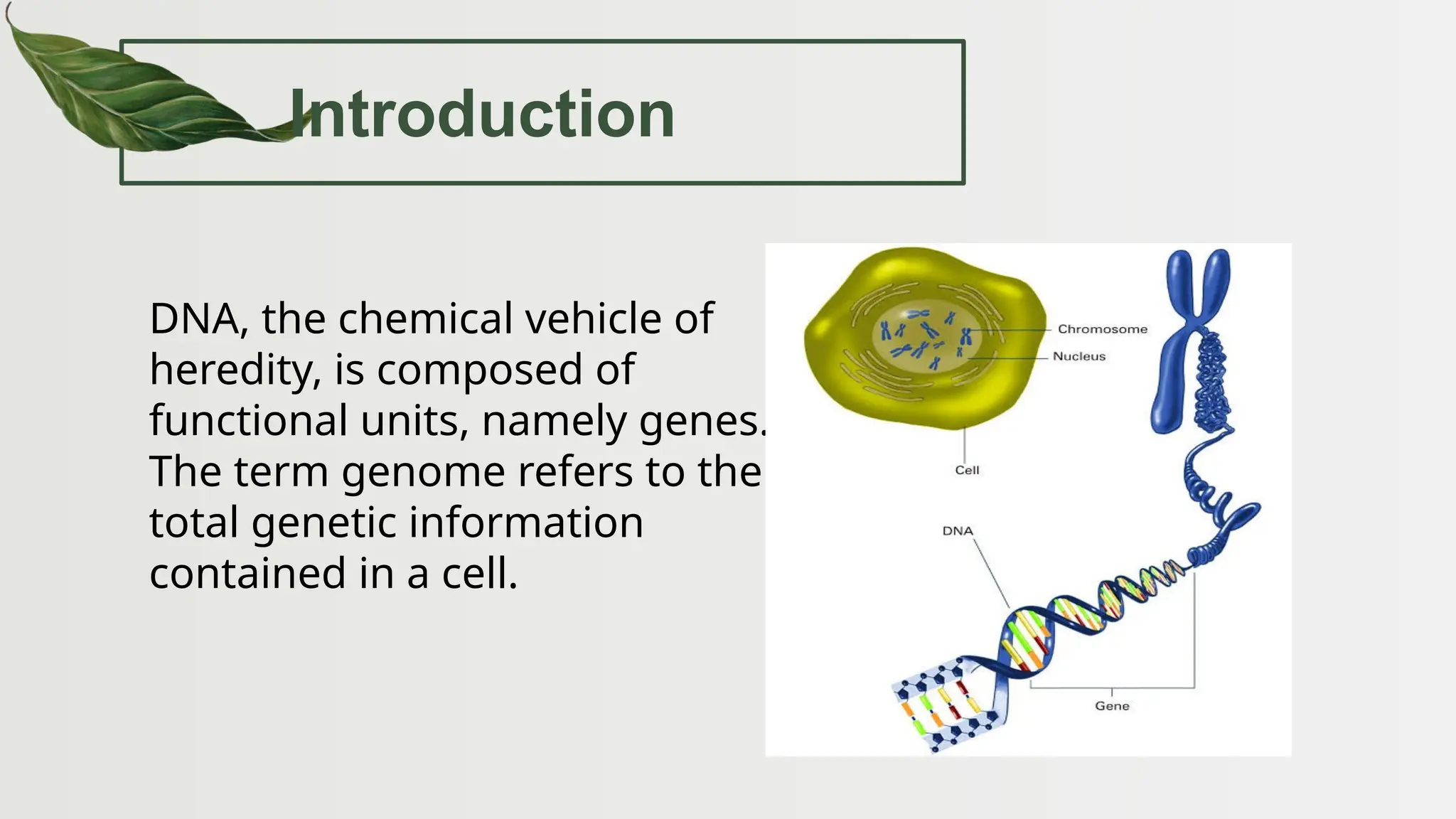 Introduction
DNA, the chemical vehicle of
heredity, is composed of
functional units, namely genes.
The term genome refers to the
total genetic information
contained in a cell.
 