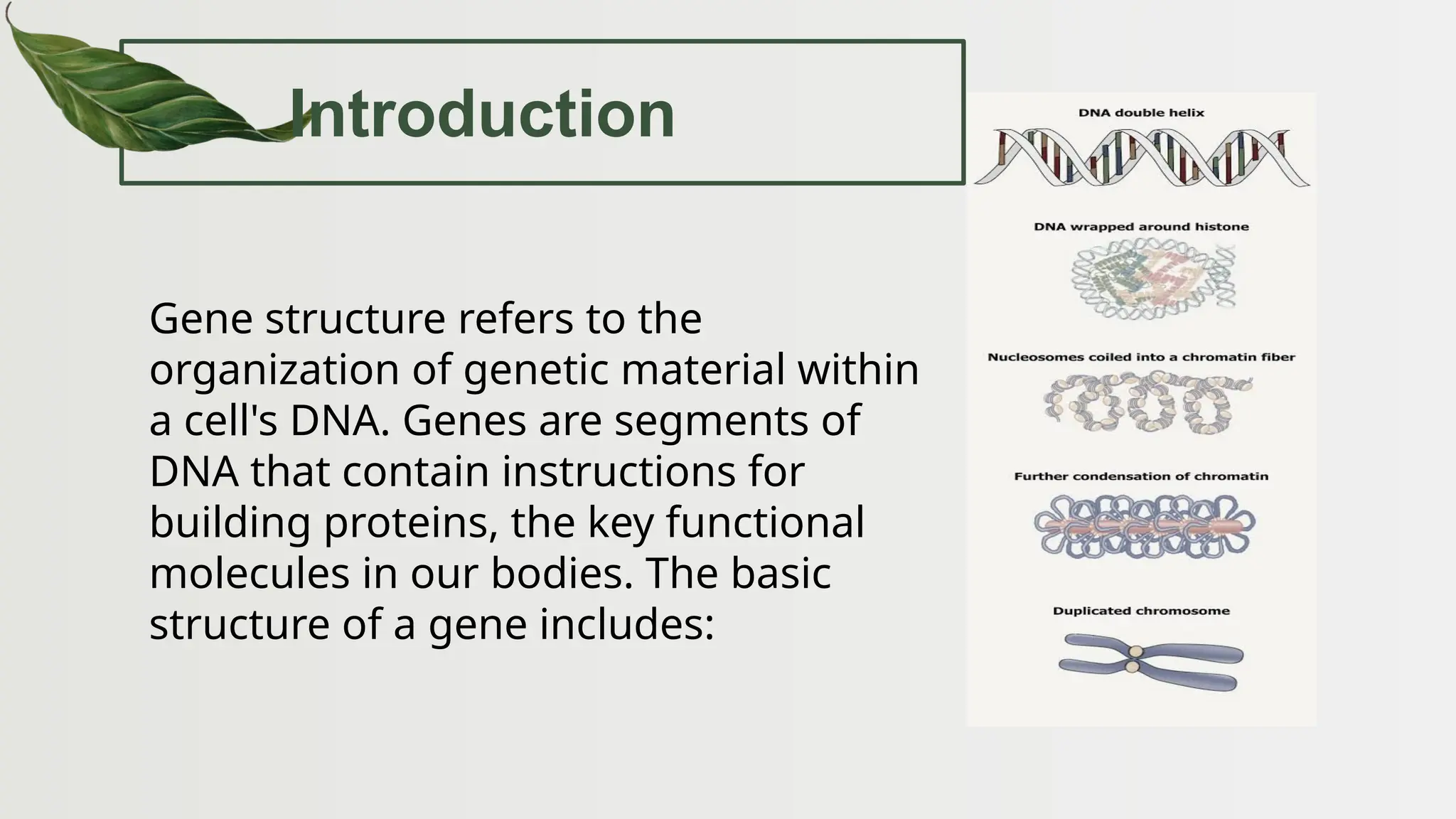 Introduction
Gene structure refers to the
organization of genetic material within
a cell's DNA. Genes are segments of
DNA that contain instructions for
building proteins, the key functional
molecules in our bodies. The basic
structure of a gene includes:
 