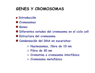 GENES Y CROMOSOMAS
Introducción
Cromosomas
Genes
Diferentes estados del cromosoma en el ciclo cell
Estructura del cromosoma
Condensación del DNA en eucariotas:
Nucleosomas, fibra de 10 nm
Fibra de 30 nm
Cromatina o cromosoma interfásico
Cromosoma metafásico
 