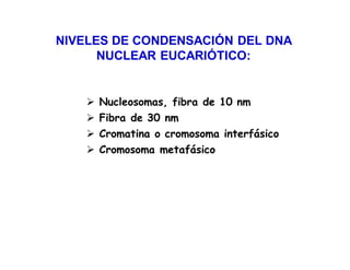 Nucleosomas, fibra de 10 nm
Fibra de 30 nm
Cromatina o cromosoma interfásico
Cromosoma metafásico
NIVELES DE CONDENSACIÓN DEL DNA
NUCLEAR EUCARIÓTICO:
 
