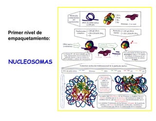 NUCLEOSOMAS
Primer nivel de
empaquetamiento:
 