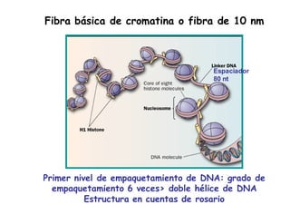 Fibra básica de cromatina o fibra de 10 nm
Primer nivel de empaquetamiento de DNA: grado de
empaquetamiento 6 veces> doble hélice de DNA
Estructura en cuentas de rosario
Espaciador
80 nt
 