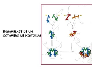 ENSAMBLAJE DE UN
OCTÁMERO DE HISTONAS
 