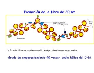 Formación de la fibra de 30 nm
Grado de empaquetamiento 40 veces> doble hélice del DNA
La fibra de 10 nm se arrolla en sentido levógiro, 6 nucleosomas por vuelta
 