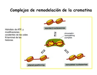 Complejos de remodelación de la cromatina
Hidrolisis de ATP, y
modificaciones
covalentes de las colas
N terminal de las
histonas
 