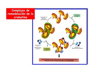 Complejos de
remodelación de la
cromatina
 