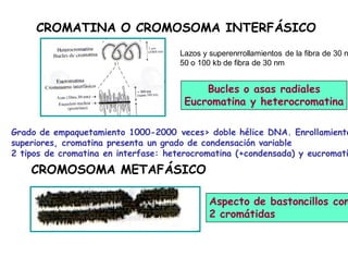 CROMATINA O CROMOSOMA INTERFÁSICO
Bucles o asas radiales
Eucromatina y heterocromatina
CROMOSOMA METAFÁSICO
Aspecto de bastoncillos con
2 cromátidas
Grado de empaquetamiento 1000-2000 veces> doble hélice DNA. Enrollamiento
superiores, cromatina presenta un grado de condensación variable
2 tipos de cromatina en interfase: heterocromatina (+condensada) y eucromati
Lazos y superenrrollamientos de la fibra de 30 n
50 o 100 kb de fibra de 30 nm
 