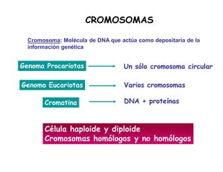 Genoma Eucariotas Varios cromosomas
Cromatina DNA + proteínas
Célula haploide y diploide
Cromosomas homólogos y no homólogos
CROMOSOMAS
Genoma Procariotas Un sólo cromosoma circular
Cromosoma: Molécula de DNA que actúa como depositaria de la
información genética
 