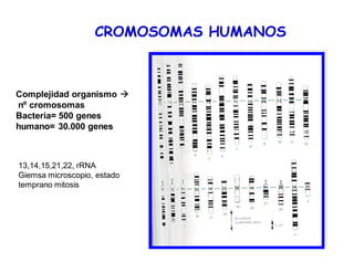 CROMOSOMAS HUMANOS
Complejidad organismo
nº cromosomas
Bacteria= 500 genes
humano= 30.000 genes
13,14,15,21,22, rRNA
Giemsa microscopio, estado
temprano mitosis
 