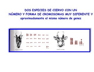 DOS ESPECIES DE CIERVO CON UN
NÚMERO Y FORMA DE CROMOSOMAS MUY DIFERENTE Y
aproximadamente el mismo número de genes
 