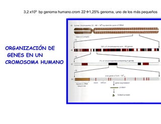 ORGANIZACIÓN DE
GENES EN UN
CROMOSOMA HUMANO
3,2 x109 bp genoma humano.crom 22 1,25% genoma, uno de los más pequeños
 