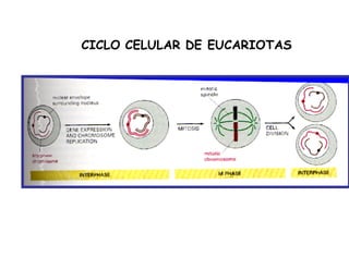 CICLO CELULAR DE EUCARIOTAS
 