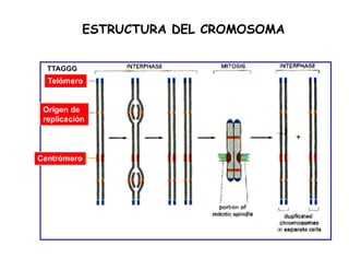ESTRUCTURA DEL CROMOSOMA
Telómero
Origen de
replicación
Centrómero
TTAGGG
 