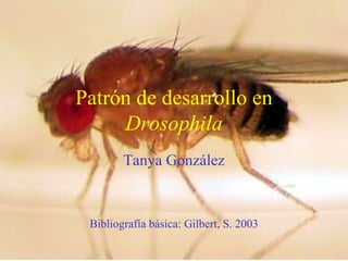 Patrón de desarrollo en
     Drosophila
        Tanya González



 Bibliografía básica: Gilbert, S. 2003
 