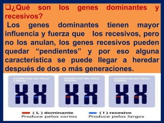 ¿Qué son los genes dominantes y
recesivos?
Los genes dominantes tienen mayor
influencia y fuerza que los recesivos, pero
...